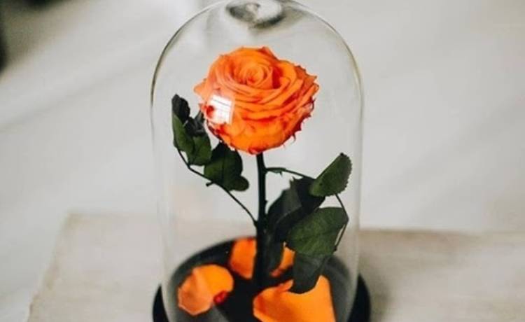 گل جاودان برای روز دختر